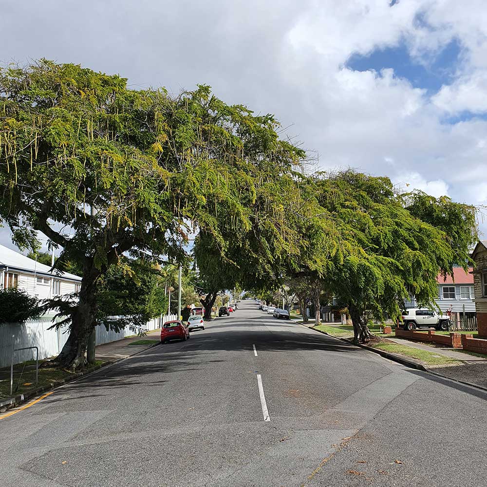 Beautiful tree-lined street in Wynnum